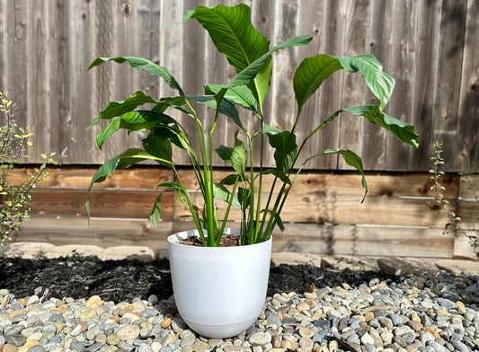 Peace Lily Care simplified 