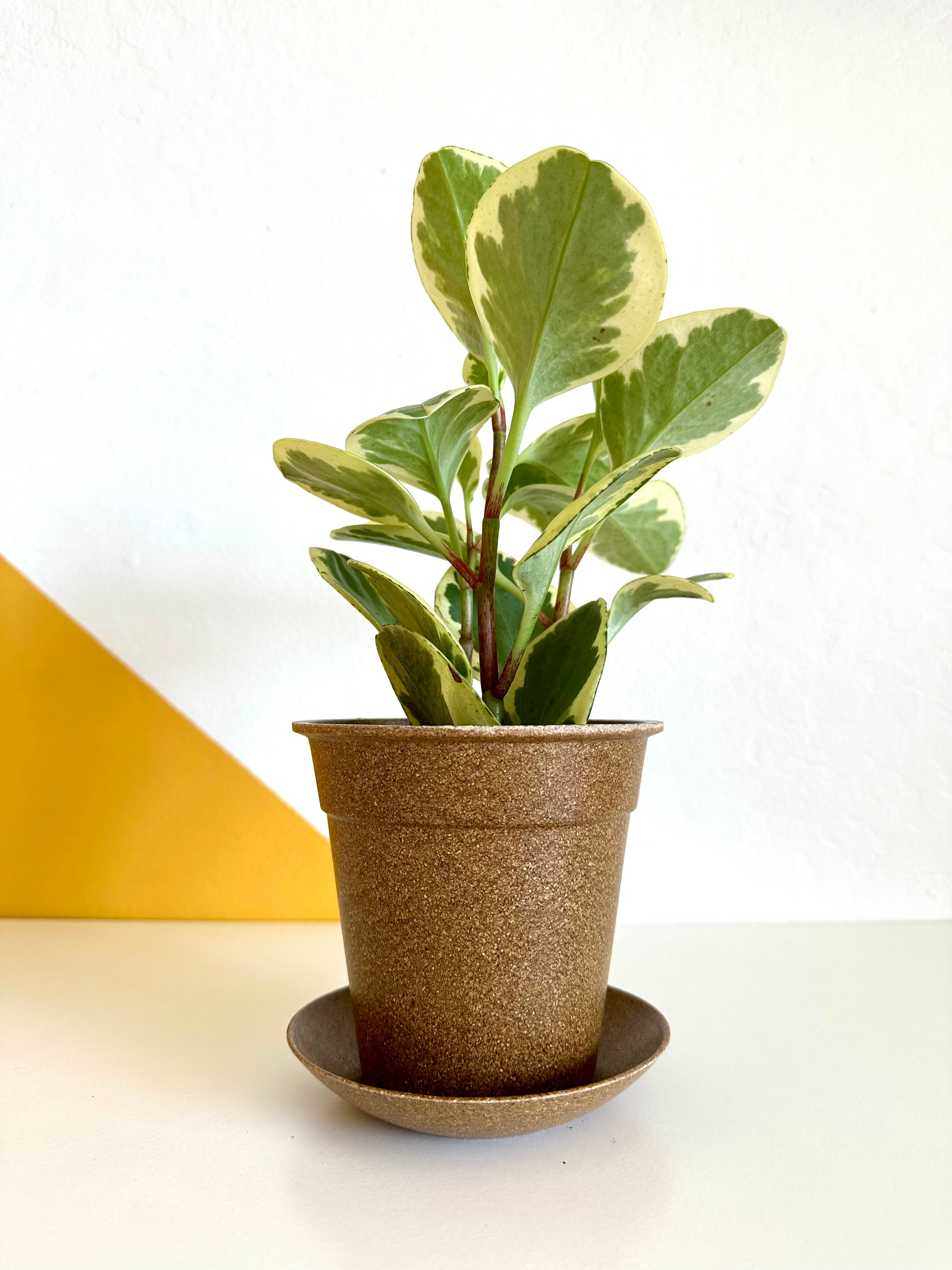 peperomia baby rubber plant